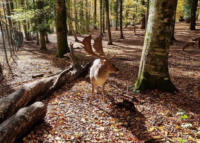 ホテル Gargano Helios 3*